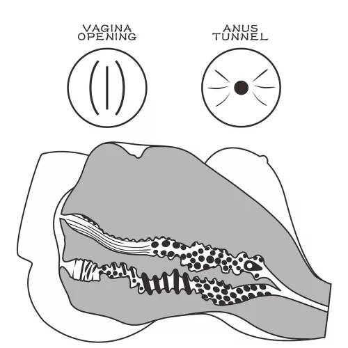 Streetgirl's #7 Zwart